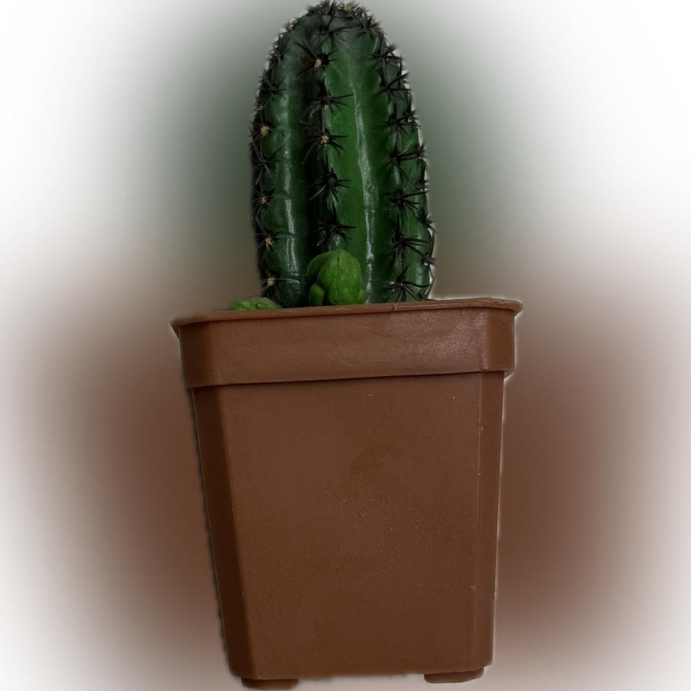 🌵 Green Plush Cactus 🌵 Decorative Accent - Faux Succulent Pot